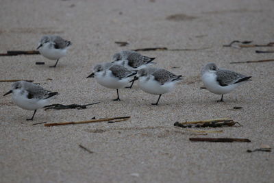 Seagulls on sand at beach