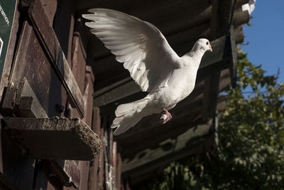 Low angle view of flying white dove