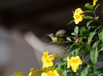 Close-up of yellow flowers