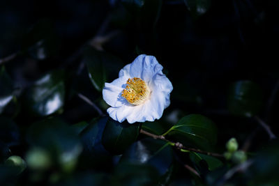 Close-up of white flowering plant