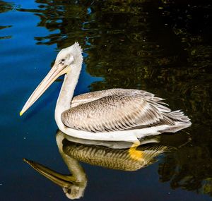 Close-up of pelican swimming in lake