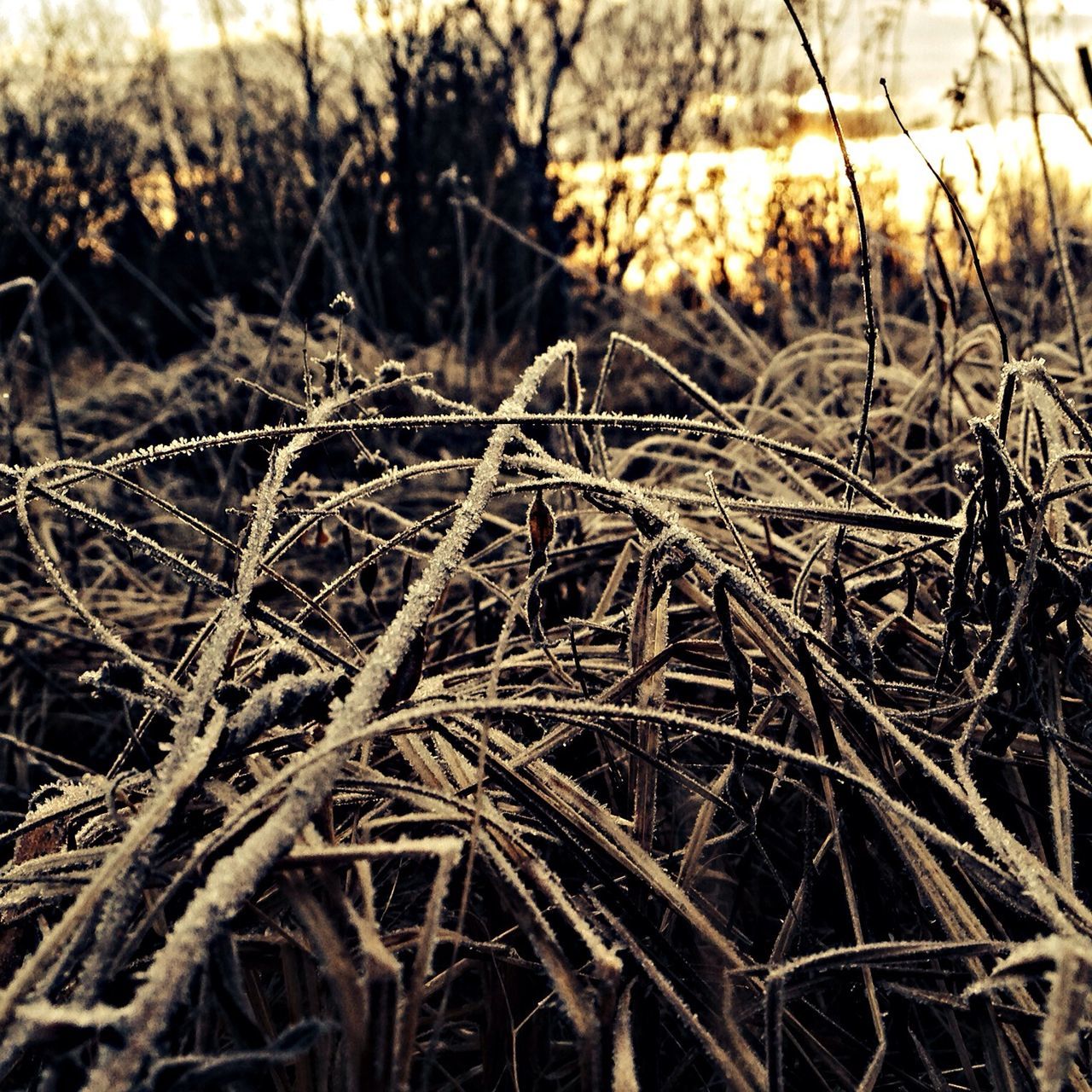 nature, growth, field, tranquility, beauty in nature, focus on foreground, close-up, grass, sunset, plant, selective focus, tranquil scene, outdoors, scenics, no people, backgrounds, sunlight, full frame, bare tree, sky