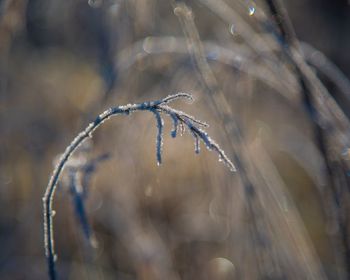 Close-up of frozen plant