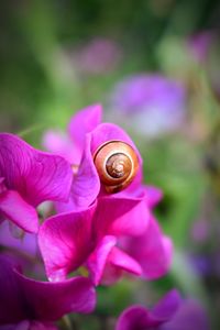 Snail in flower