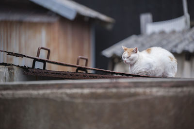 Close-up of cat