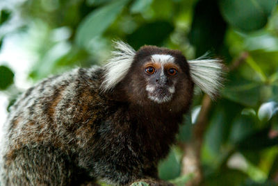 Portrait of a monkey