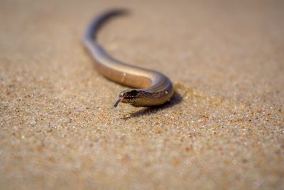 Close-up of snail on sand