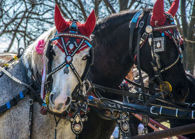 Close-up of horse cart