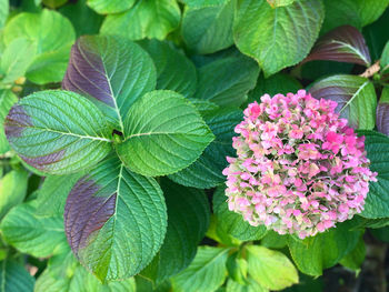 Close-up of pink flowering plant