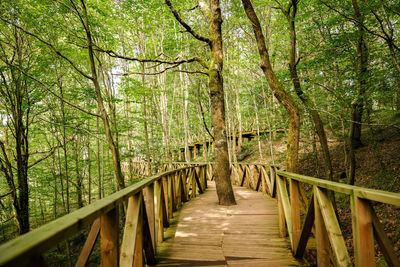 Footbridge amidst trees in forest