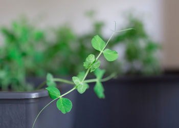 Close-up of small plant growing outdoors