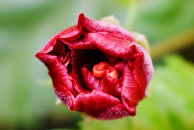 Close-up of red tulip blooming in park