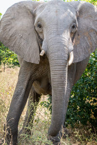 Close-up of elephant in forest