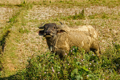 View of animal on field