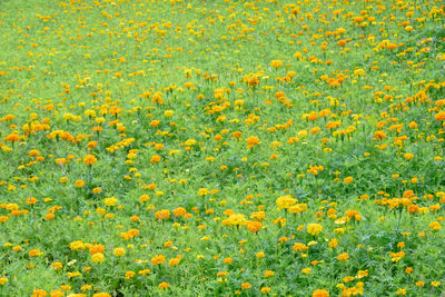 Full frame shot of yellow flowering plants on field