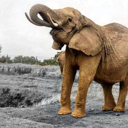 Elephant standing in a horse