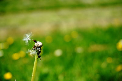 Close-up of insect on flower