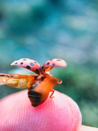 Close-up of ladybug on hand