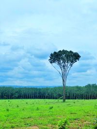 Tree on field against sky