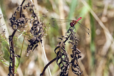 Close-up of dragonfly on plant