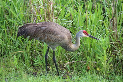 Fowl  in grassy field