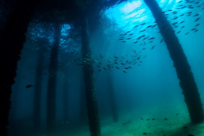 Underwater scene with coral reef and fish sea in surin islands phang nga southern of thailand.