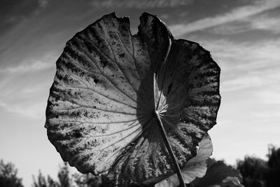 Close-up of flower against sky