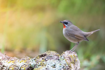 Close-up of bird perching outdoors