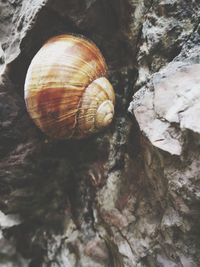 Close-up of snail