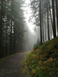 Road amidst trees in forest