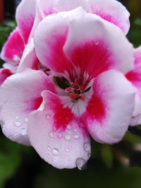 Close-up of wet pink flower