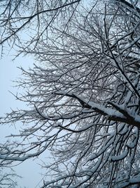 Low angle view of bare tree against sky