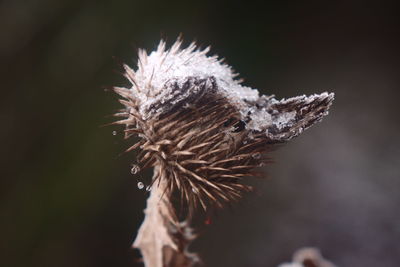 Close-up of dried plant