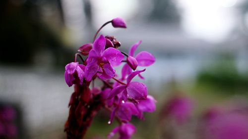 Close-up of pink flowering plant