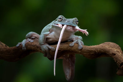 Close-up of frog on branch