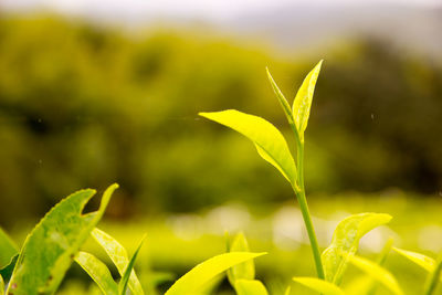 Close-up of fresh green plants