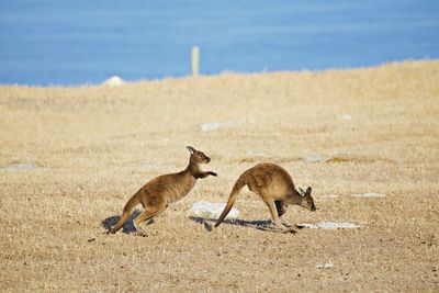 Kangaroos in a field