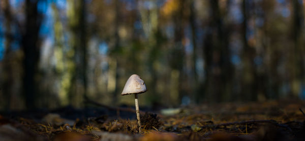 Close-up of mushroom growing on tree trunk