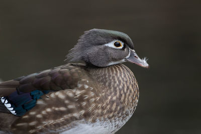 Close-up of bird