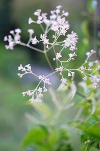 Close-up of white flowering plant