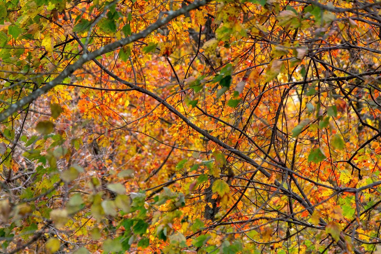 autumn, change, tree, plant, orange color, branch, plant part, leaf, beauty in nature, no people, nature, day, growth, tranquility, outdoors, yellow, maple tree, low angle view, focus on foreground, maple leaf, autumn collection, fall, natural condition