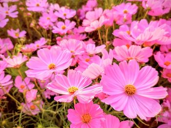 Close-up of pink flowering plants