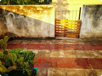 Close-up of potted plant against wall