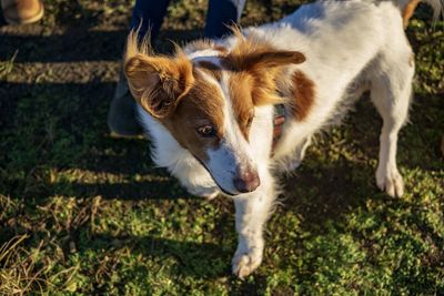 High angle view of dog on grass