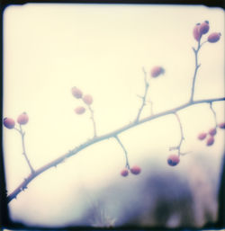 Close-up of berries growing on tree