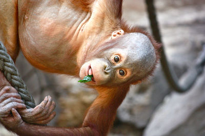 Close-up of a monkey