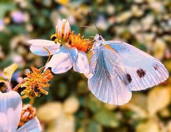 Close-up of butterfly pollinating on flower