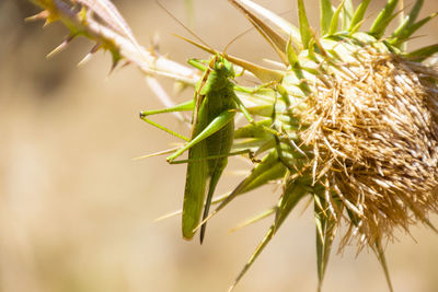 Close-up of insect on plant