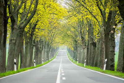 Road amidst trees