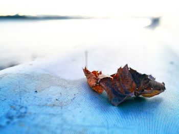 Close-up of crab on water